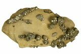 Golden Pyrite on Limonite Clay - Pakistan #337939-1